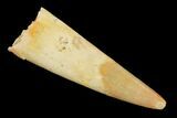 Fossil Pterosaur (Siroccopteryx) Tooth - Morocco #140701-1